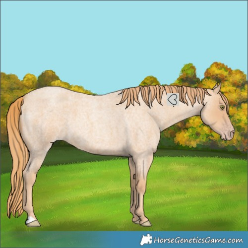 Horse Color:Gold Champagne Roan 