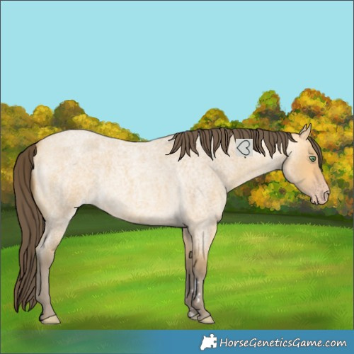 Horse Color:Amber Cream Champagne Roan