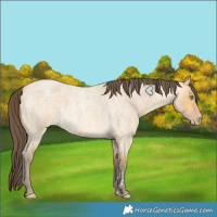 Horse Color:Amber Cream Champagne Roan 