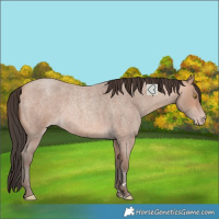 Horse Color:Amber Champagne Roan