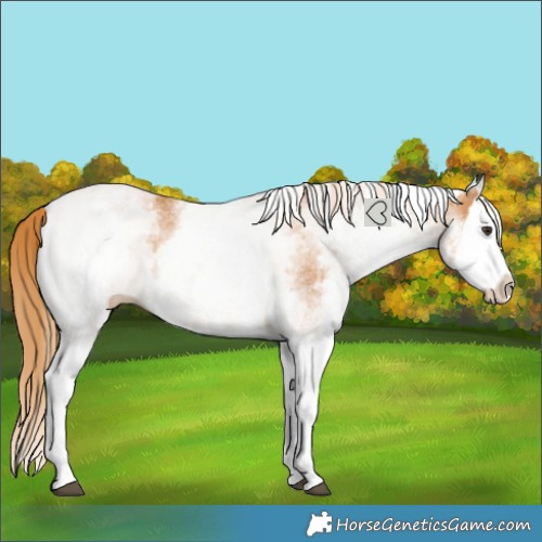 Horse Color:White Spotted Chestnut Splash