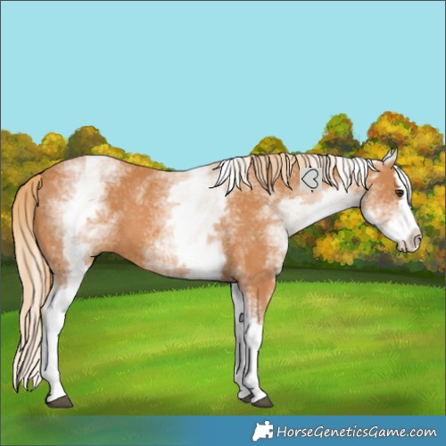 Horse Color:White Spotted Chestnut Splash 