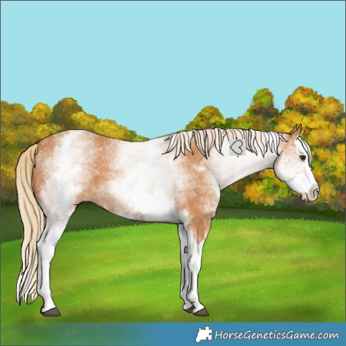 Horse Color:White Spotted Chestnut Splash
