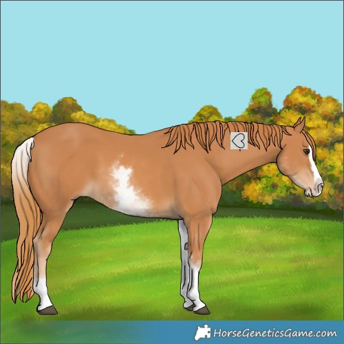 Horse Color:White Spotted Chestnut Splash 