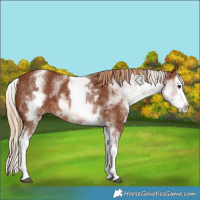 Horse Color:White Spotted Chestnut Splash 