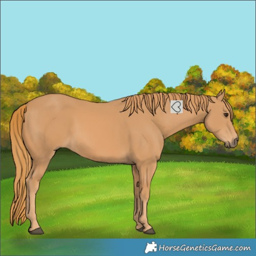 Horse Color:Chestnut Rabicano 