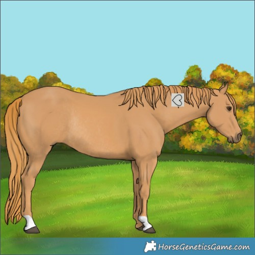 Horse Color:Chestnut Rabicano 
