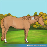 Horse Color:Chestnut Rabicano 
