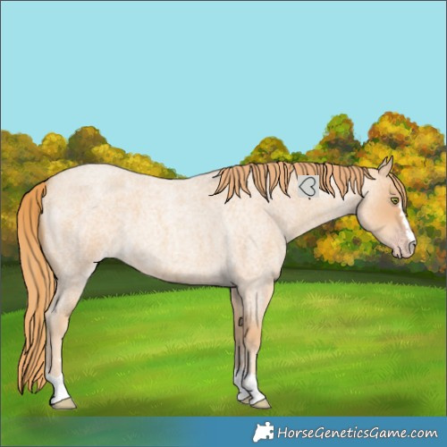 Horse Color:Gold Champagne Roan 