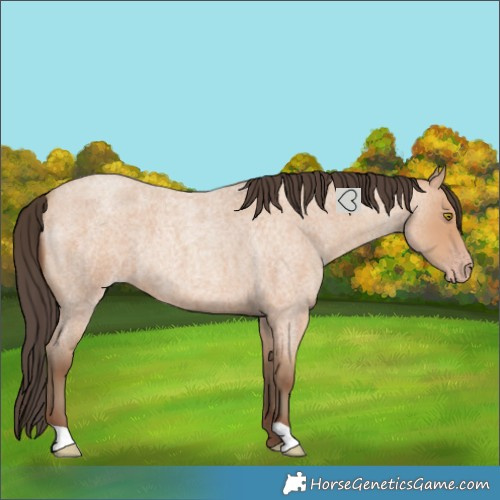 Horse Color:Amber Champagne Roan 