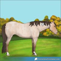 Horse Color:Amber Champagne Roan