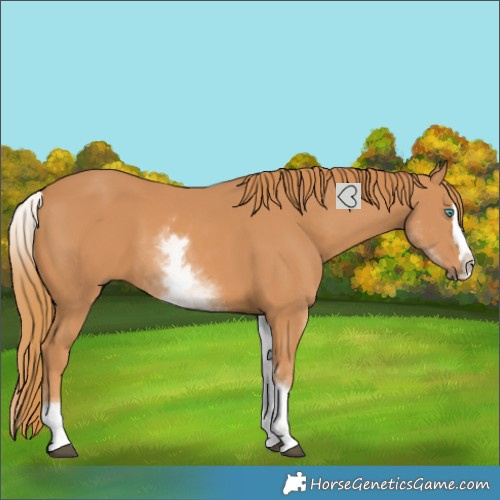 Horse Color:White Spotted Chestnut Splash 