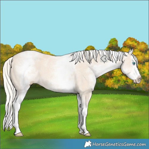Horse Color:White Spotted Cremello Splash 