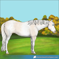 Horse Color:White Spotted Cremello Splash