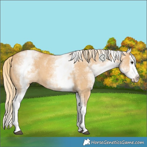 Horse Color:White Spotted Red Dun Splash 