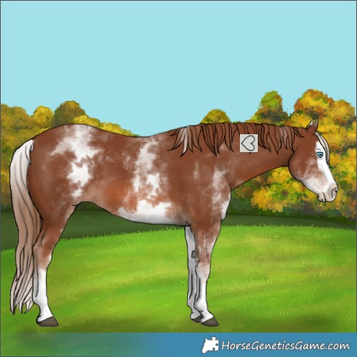 Horse Color:White Spotted Chestnut Splash
