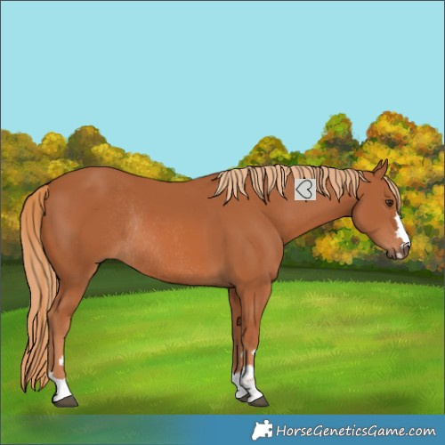 Horse Color:Chestnut Rabicano 