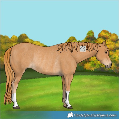 Horse Color:Chestnut Rabicano