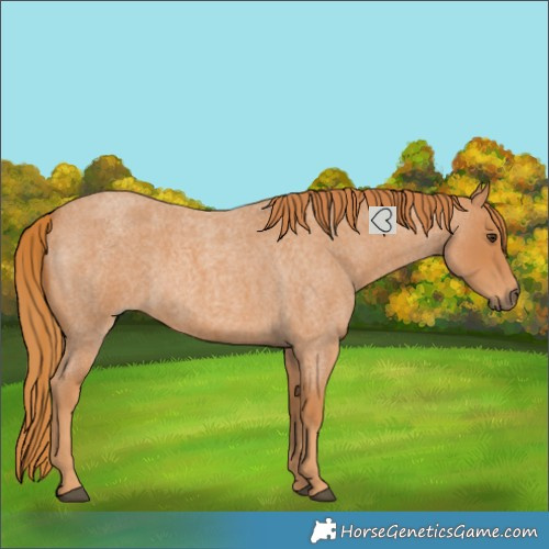 Horse Color:Red Roan Rabicano 