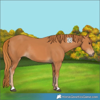 Horse Color:Chestnut Rabicano 