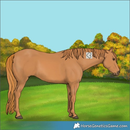 Horse Color:Chestnut Rabicano