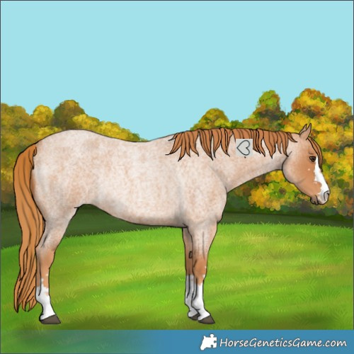 Horse Color:Red Roan Rabicano