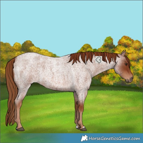 Horse Color:Red Roan Rabicano 
