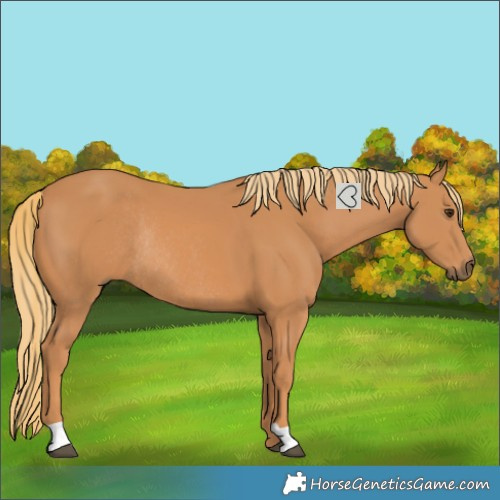 Horse Color:Chestnut Rabicano