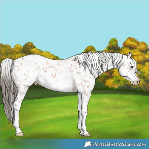 Horse Color:White Spotted Bay Roan Splash Frame Leopard 