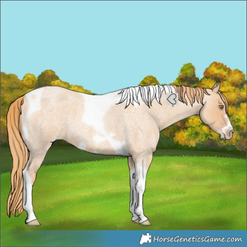 Horse Color:Gold Champagne Roan Tobiano Frame 