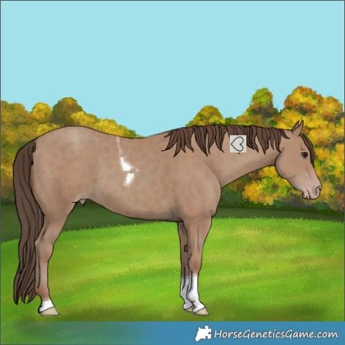Horse Color:Classic Champagne Tobiano 