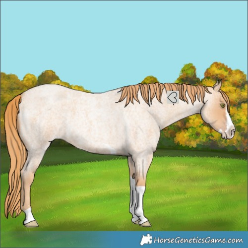 Horse Color:Gold Champagne Roan Splash Tobiano 