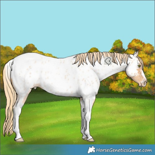 Horse Color:Gold Champagne Roan Splash Tobiano Frame Near Leopard 