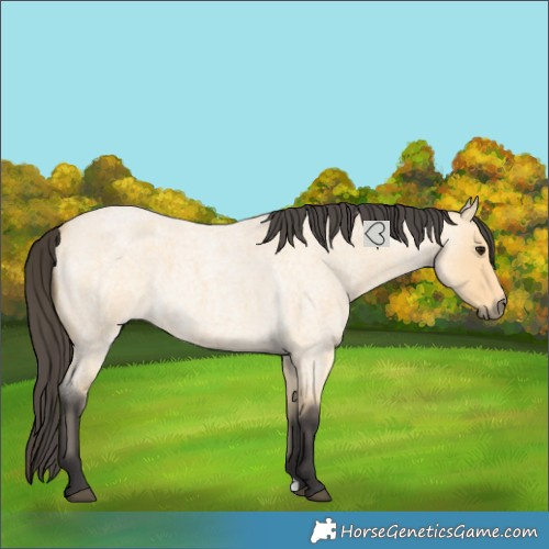 Horse Color:Buckskin Roan 