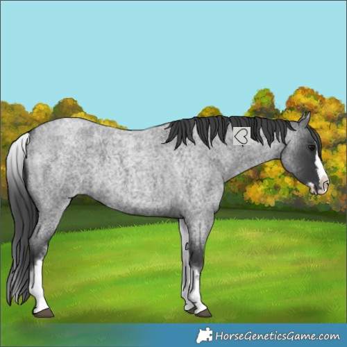 Horse Color:White Spotted Blue Roan Splash