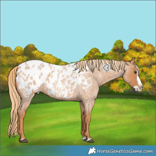 Horse Color:Red Roan Splash Near Leopard