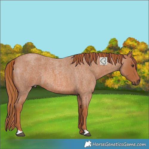 Horse Color:Red Roan 