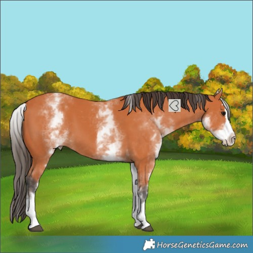 Horse Color:White Spotted Bay Splash 