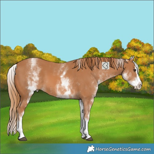 Horse Color:White Spotted Chestnut Splash 