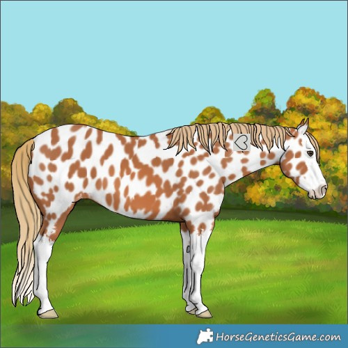 Horse Color:Chestnut Splash Near Leopard 
