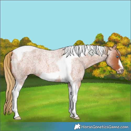 Horse Color:Red Roan Tobiano Frame 