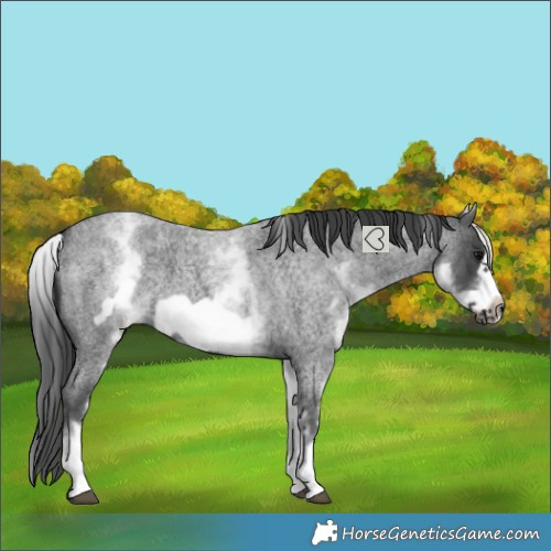 Horse Color:White Spotted Blue Roan Frame 