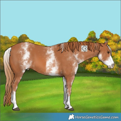 Horse Color:White Spotted Chestnut 