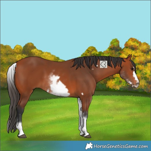 Horse Color:White Spotted Bay Frame