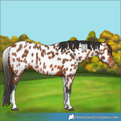 Horse Color:White Spotted Bay Near Leopard Rabicano 