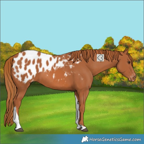 Horse Color:Chestnut Tobiano Blanket