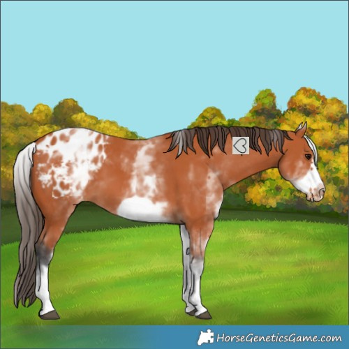 Horse Color:White Spotted Bay Frame Blanket 