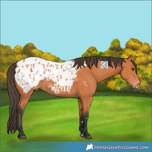 Horse Color:Bay Blanket Rabicano