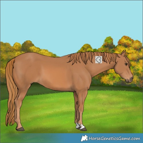 Horse Color:Chestnut 