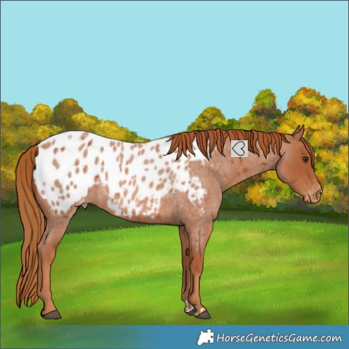 Horse Color:Red Roan Blanket Rabicano 